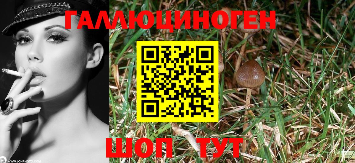 Галлюциногенные грибы Psilocybe Семёнов